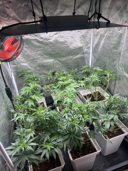 Gary peyton/ mimos x Orange punch. Week 4