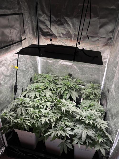 Gary peyton/ mimos x Orange punch. Week 4