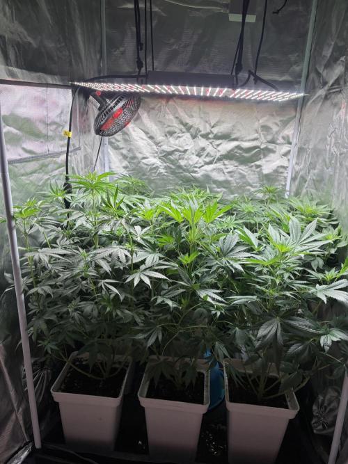 Gary peyton/ mimos x Orange punch. Week 5