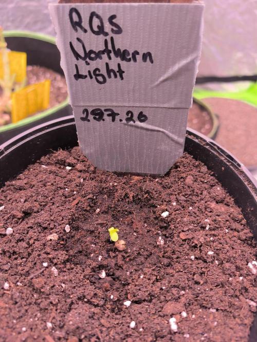 Northern Lights. Week 0