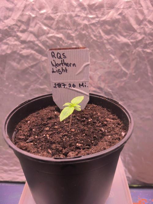 Northern Lights. Week 1
