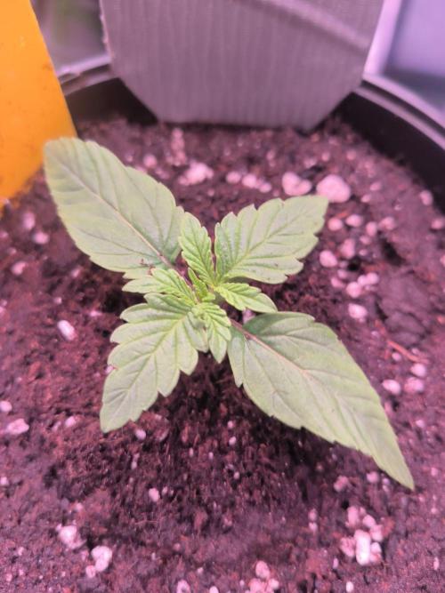 Northern Lights. Week 1