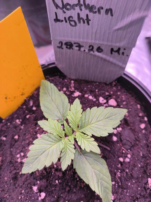 Northern Lights. Week 1