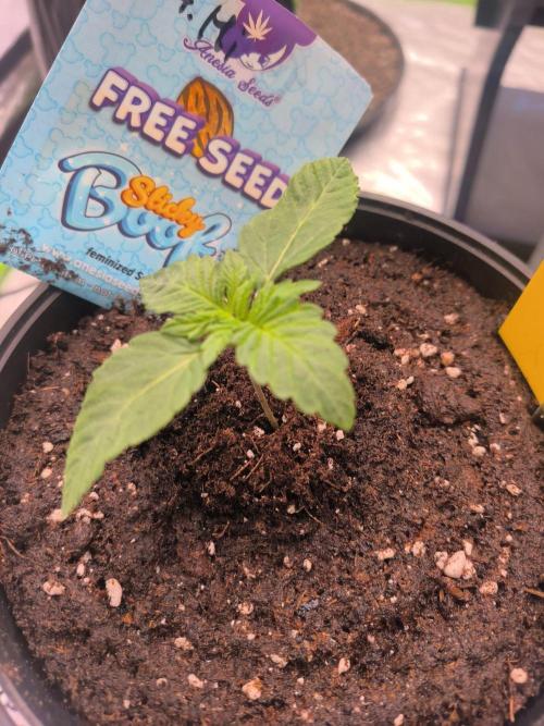 StickyBoof. Week 1
