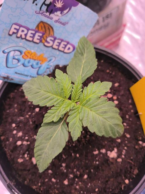 StickyBoof. Week 1