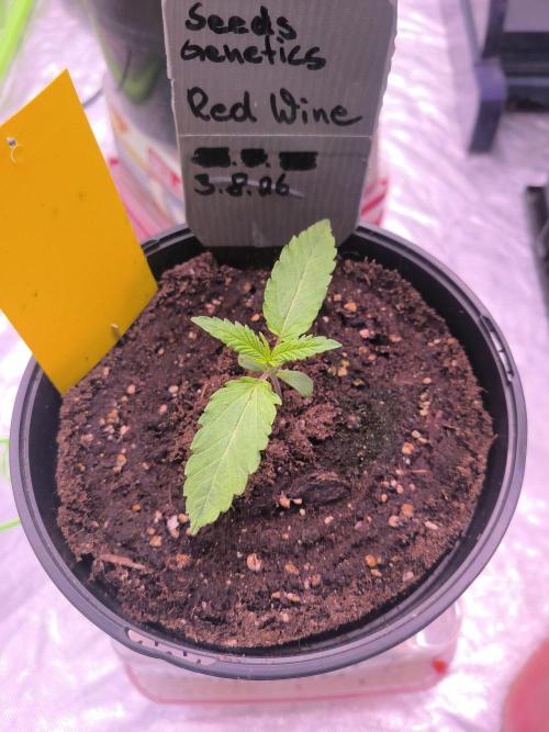 Red Wine -Seeds Genetics. Week 1