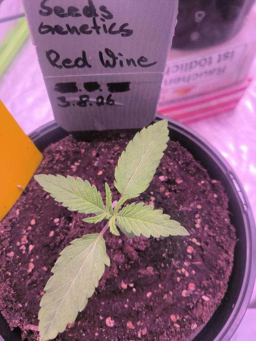 Red Wine -Seeds Genetics. Week 1