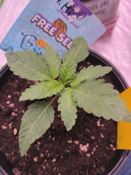 StickyBoof. Week 2