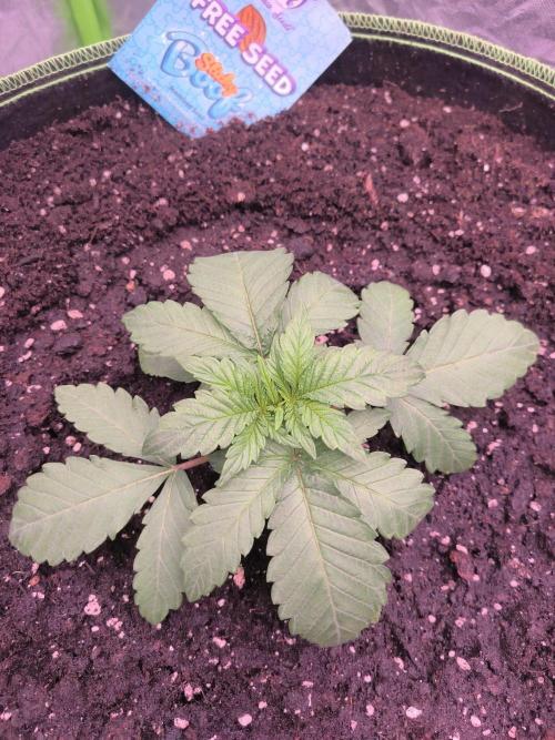StickyBoof. Week 2