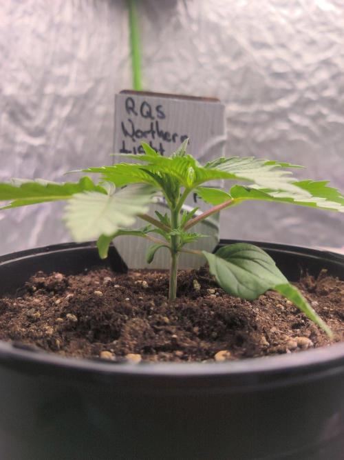 Northern Lights. Week 2