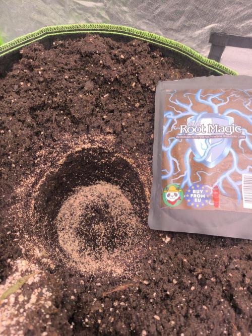 Northern Lights. Week 2 - Pflanzloch mit wizzy's root magic bestreut 