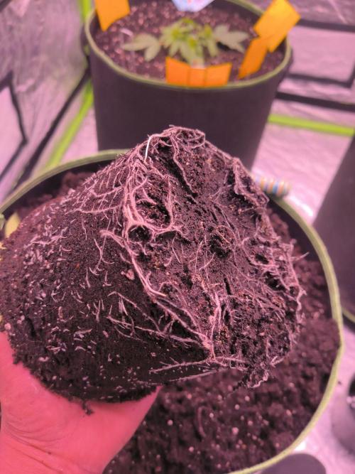 Red Wine -Seeds Genetics. Week 2 - Wurzelentwicklung nach 13 Tagen Wachstum 