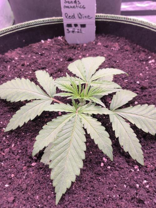 Red Wine -Seeds Genetics. Week 2 - Im neuen zu Hause 