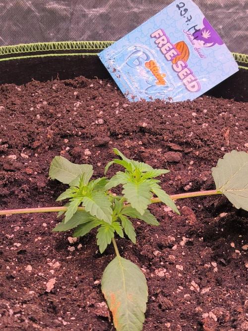StickyBoof. Week 3 - Das toppen