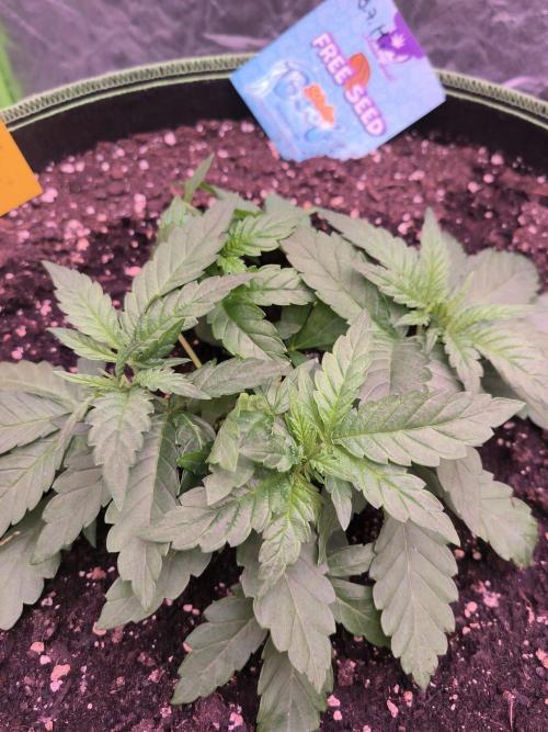 StickyBoof. Week 3 - Es wird