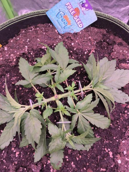 StickyBoof. Week 3 - Noch mehr Training 