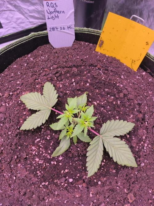 Northern Lights. Week 3 - Sie wurde enthauptet 