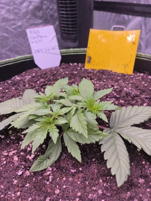 Northern Lights. Week 3