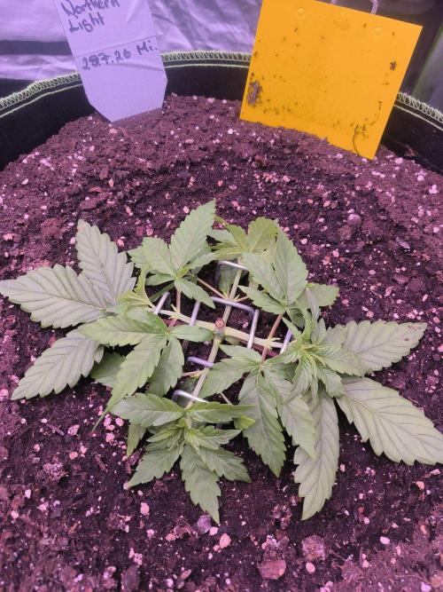 Northern Lights. Week 3 - Noch mehr Training 