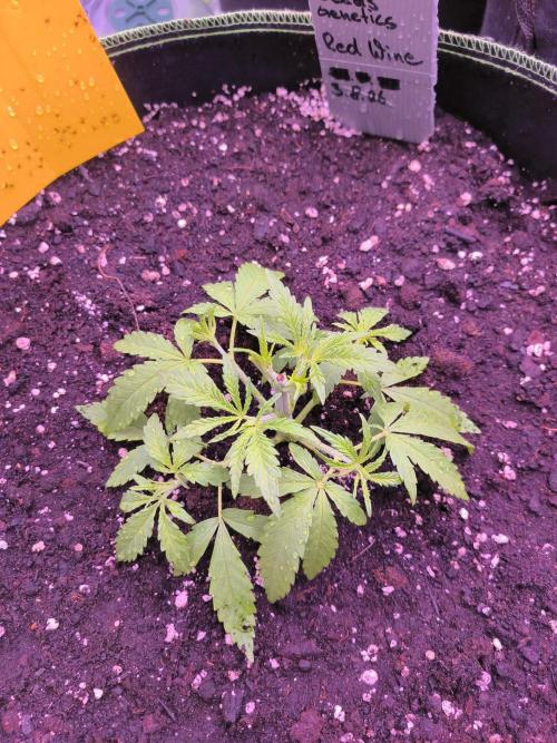 Red Wine -Seeds Genetics. Week 3