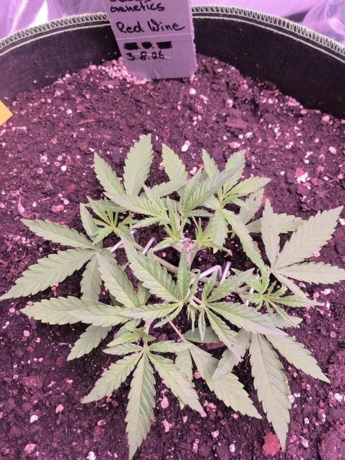 Red Wine -Seeds Genetics. Week 3