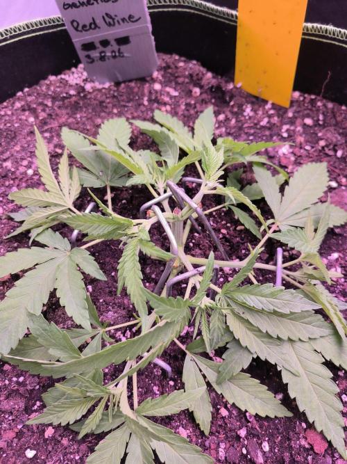 Red Wine -Seeds Genetics. Week 3