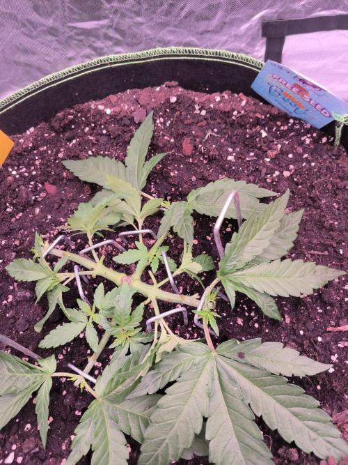 StickyBoof. Week 4 - Heute noch einmal alle 4 Triebe getoppt und entlaubt.