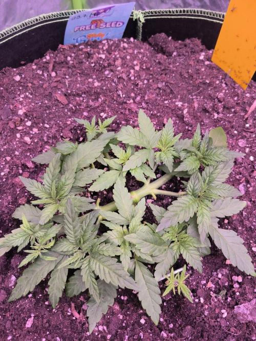 StickyBoof. Week 4