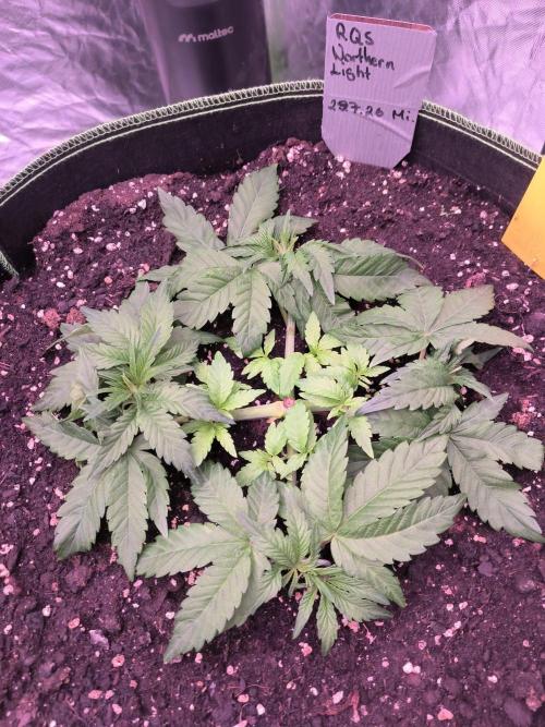 Northern Lights. Week 4