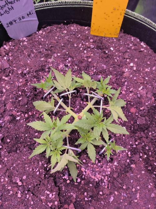 Northern Lights. Week 4