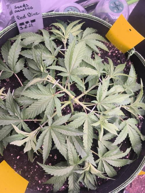 Red Wine -Seeds Genetics. Week 4