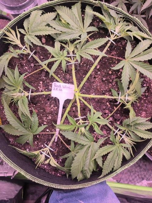 Red Wine -Seeds Genetics. Week 4 - Noch mehr aufgeräumt 