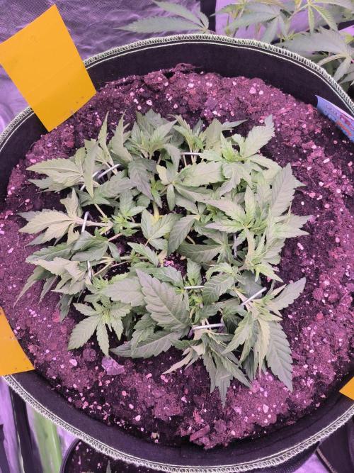 StickyBoof. Week 5