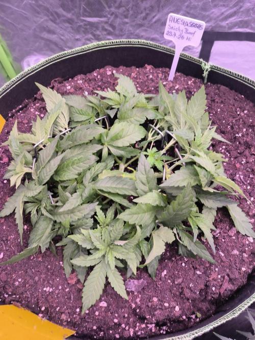 StickyBoof. Week 5