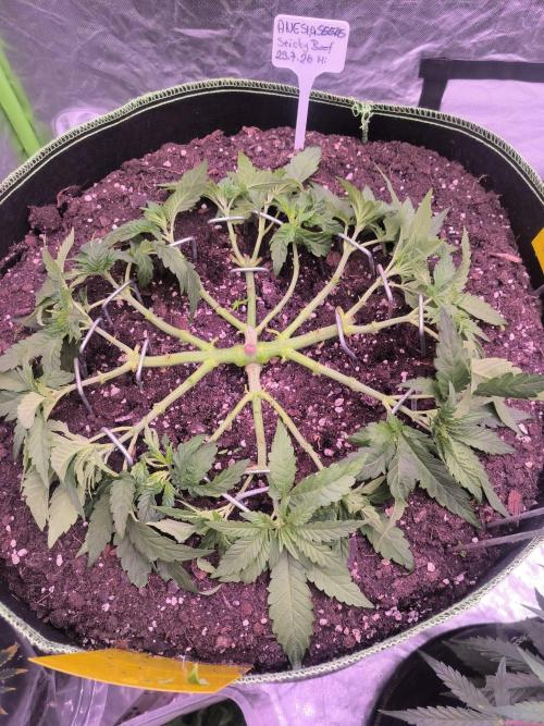 StickyBoof. Week 5 - Entlaubt und Jungtriebe die nicht benötigt werden entfernt.
