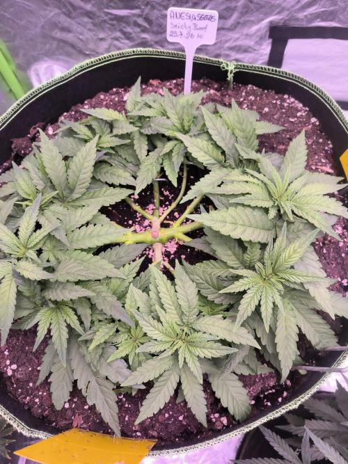 StickyBoof. Week 5