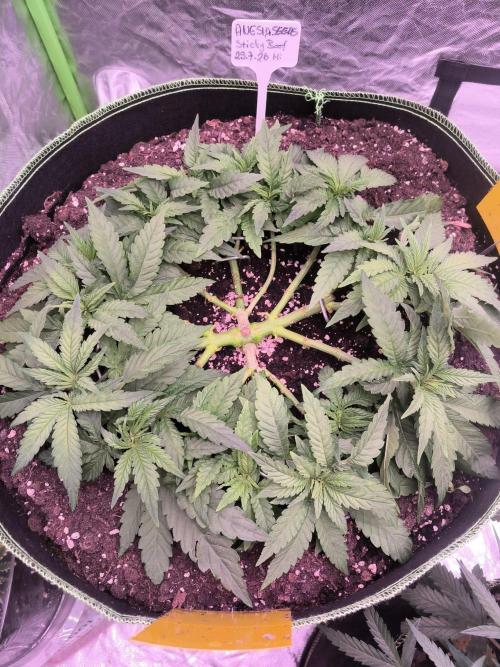 StickyBoof. Week 5