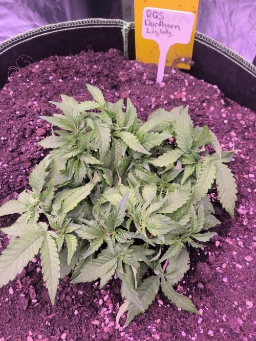 Northern Lights. Week 5