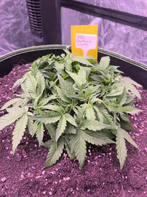 Northern Lights. Week 5