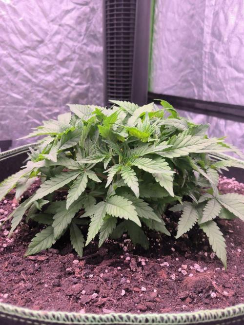 Northern Lights. Week 5