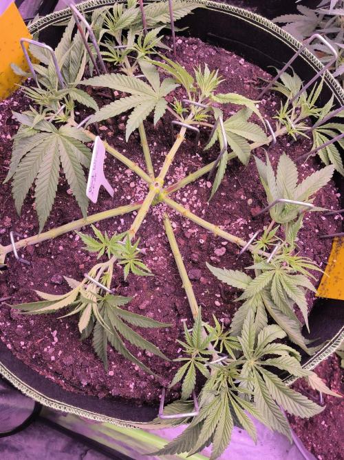 Red Wine -Seeds Genetics. Week 5 - Ein wenig entlaubt 