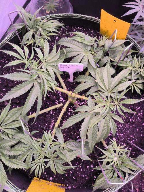 Red Wine -Seeds Genetics. Week 5