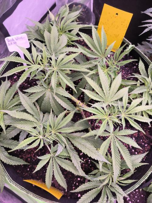 Red Wine -Seeds Genetics. Week 5
