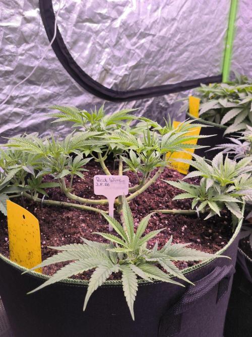 Red Wine -Seeds Genetics. Week 5