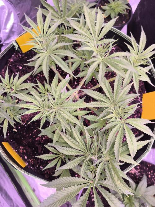 Red Wine -Seeds Genetics. Week 5