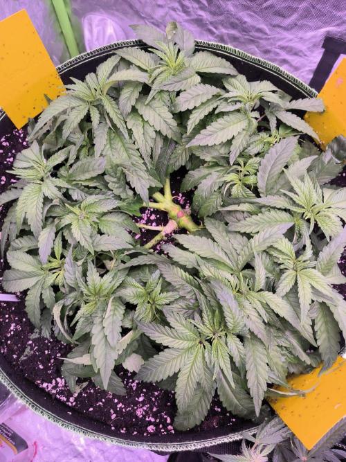 StickyBoof. Week 6