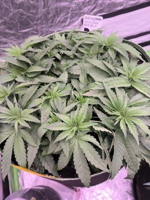 StickyBoof. Week 6