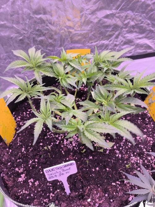StickyBoof. Week 6 - Das Finale entlauben 