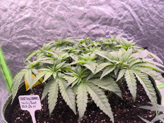 StickyBoof. Week 6