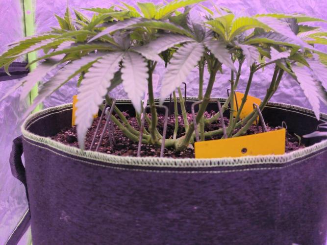 StickyBoof. Week 6